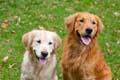 Goldens